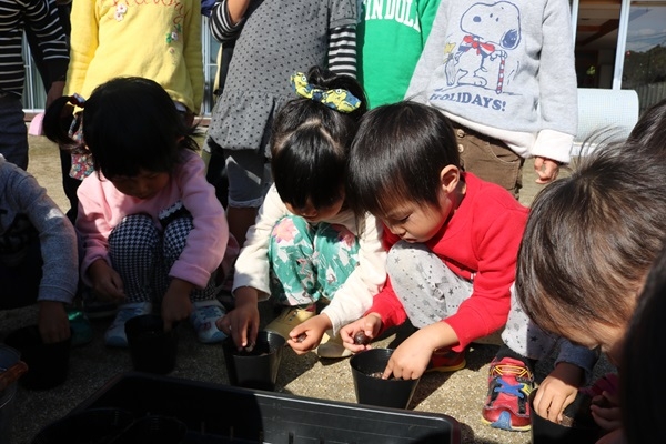 どんぐり蒔き どんぐり蒔き